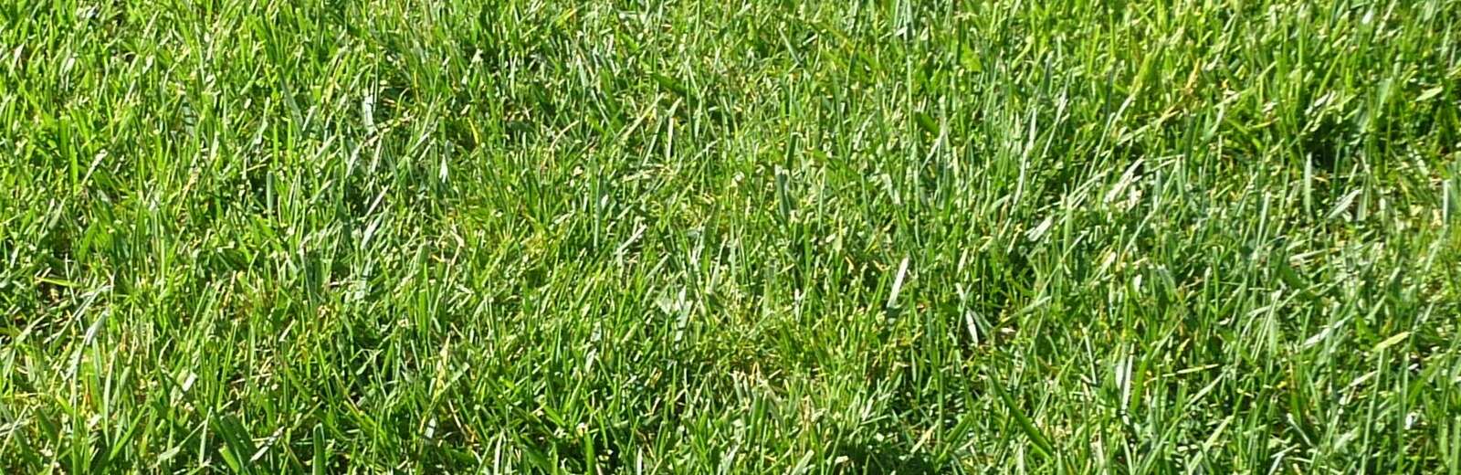 Best Grass for Virginia Lawns ALM