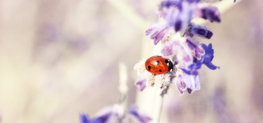 A Ladybug Sitting on Lavendar