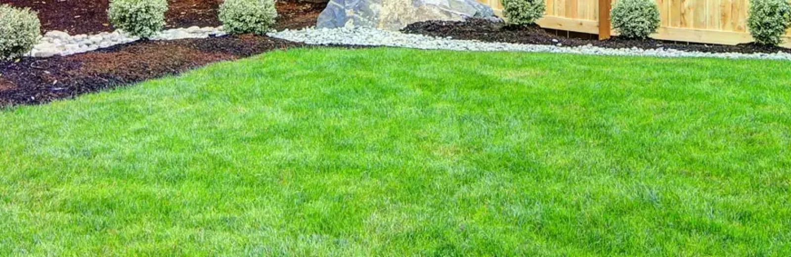 Backyard Lawn