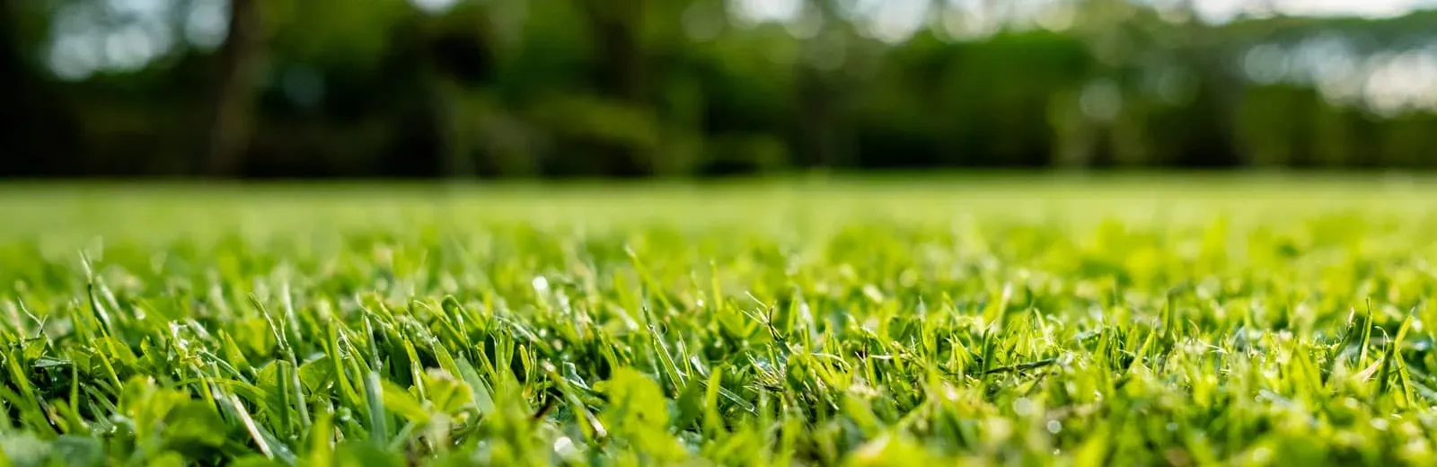 Grass, lawn close up