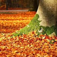 fall leaves covering lawn 