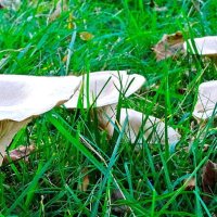 Fairy Rings lawn disease in grass