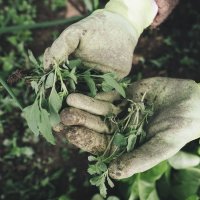 gardener pulling weeds