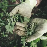 showing common lawn issues