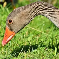 goose-control-blog-image