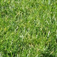 Virginia grass