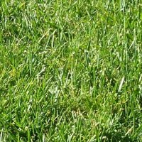 Virginia grass