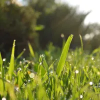 Grass