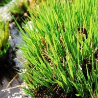 sedge grass