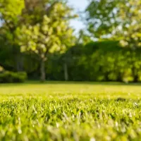 short grass
