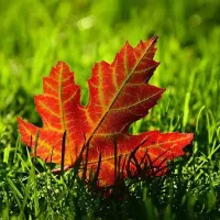 fall leaf on lawn 