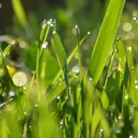 Close up picture of healthy green grass