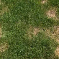 brown-spots-in-lawn