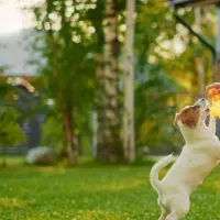 Kid playing with dog