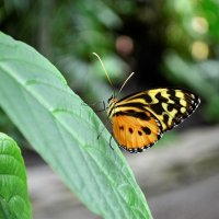 Monarch Butterfly on Leaf