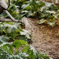 watering-your-lawn