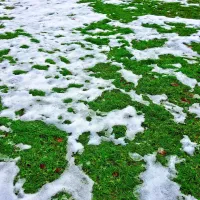 snow melting off grass