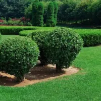 Trees and shrub in a yard