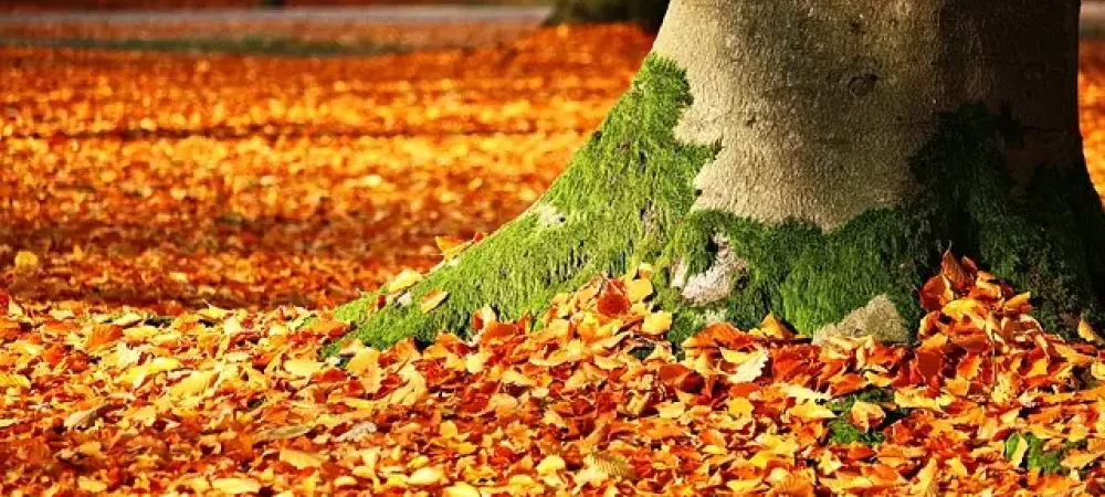 fall leaves covering lawn 