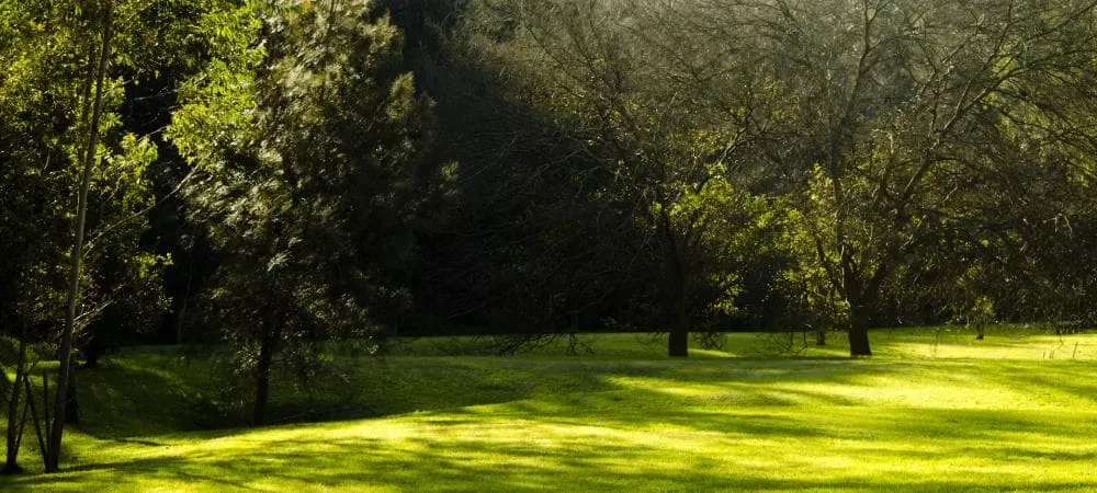 Backyard of grass