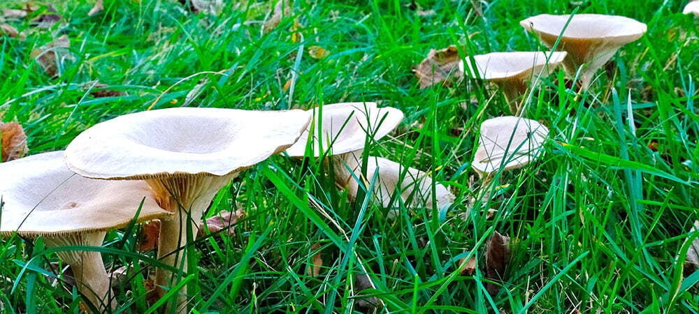 Fairy Rings lawn disease in grass