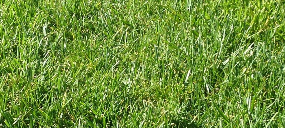 Virginia grass
