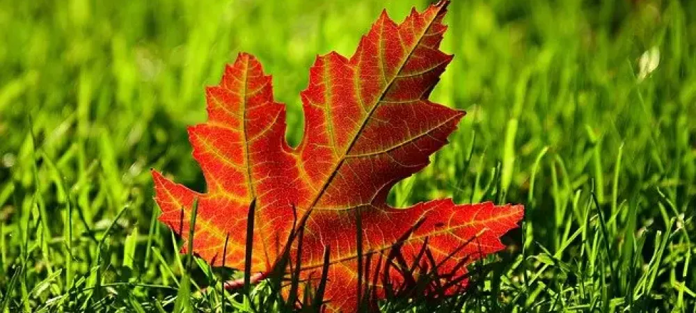 fall leaf on lawn