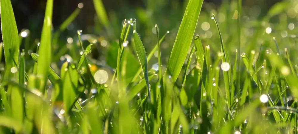 Close up picture of healthy green grass