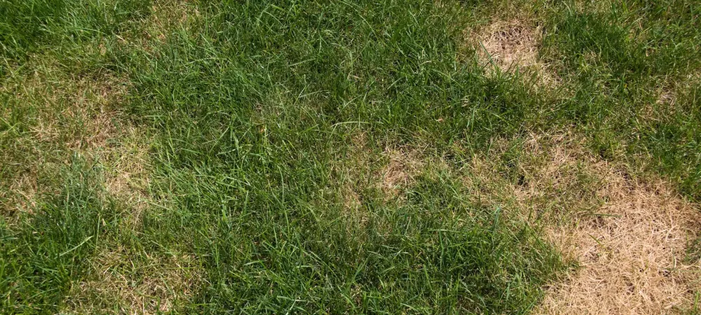 brown-spots-in-lawn