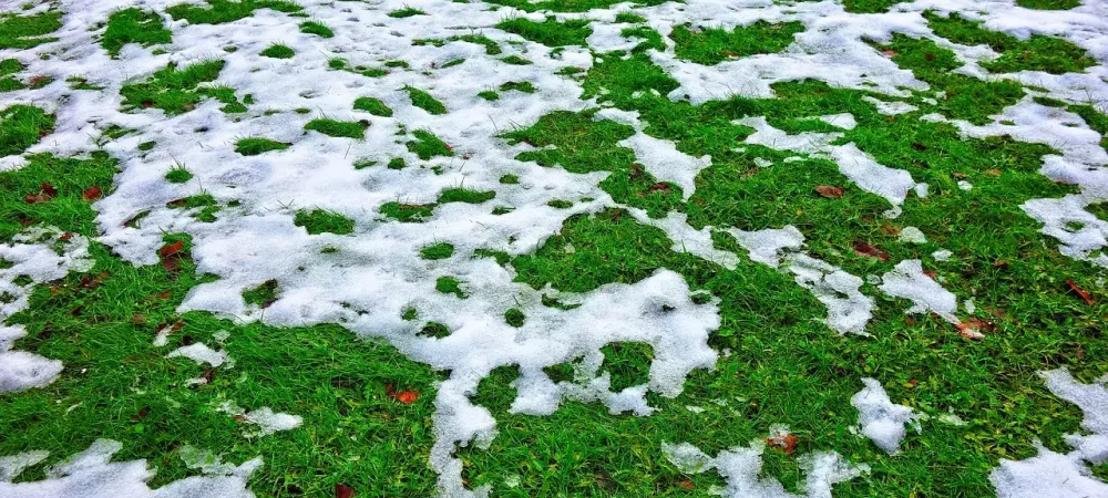 snow melting off grass