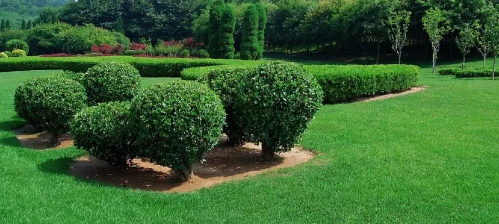 Trees and shrub in a yard