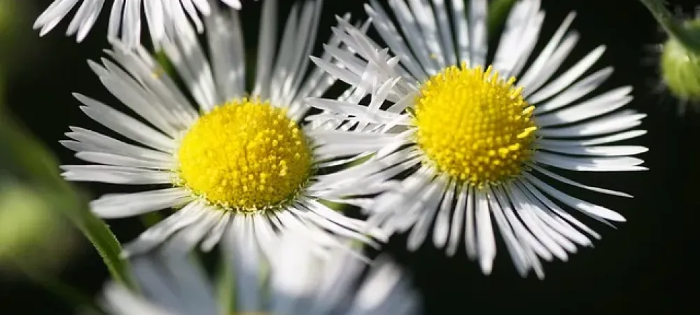 weeds in chesapeake