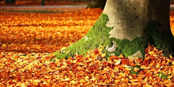 fall leaves covering lawn 