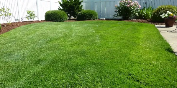 a lush green backyard