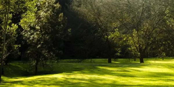 Backyard of grass