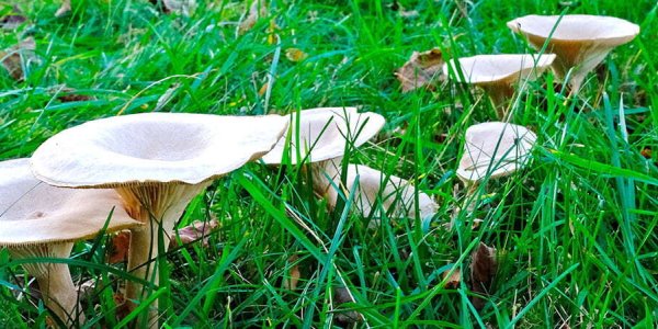 Fairy Rings lawn disease in grass