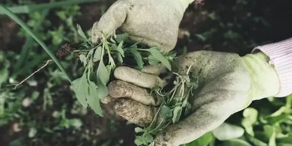 showing common lawn issues