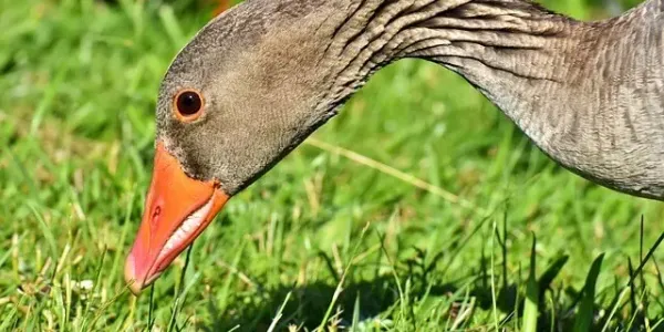 goose-control-blog-image