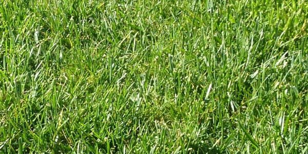 Virginia grass