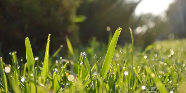 Grass