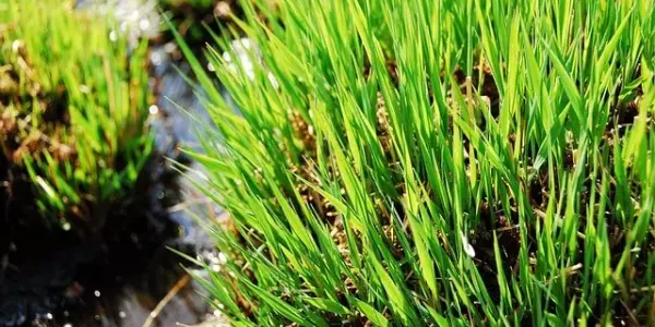 sedge grass