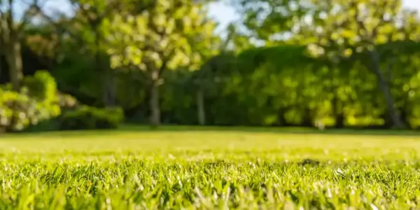 short grass
