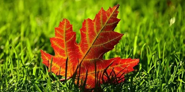 fall leaf on lawn 