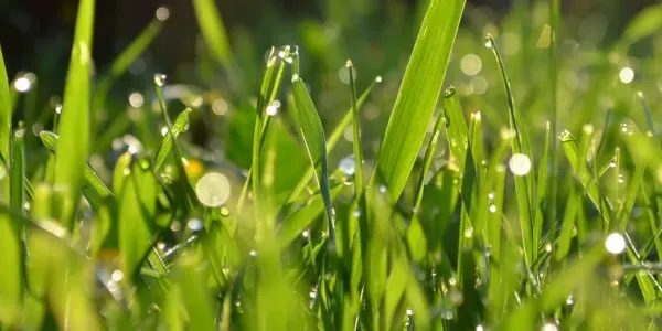 Close up picture of healthy green grass
