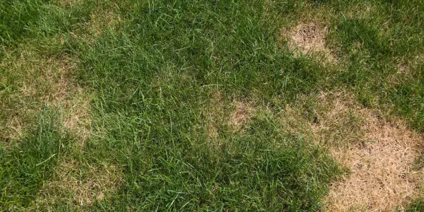 brown-spots-in-lawn