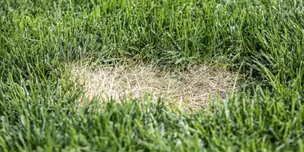 lawn disease
