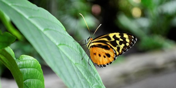 Monarch Butterfly on Leaf