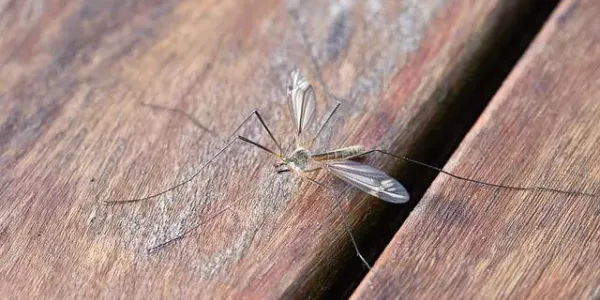 mosquitoes