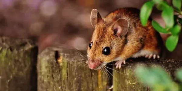 mice