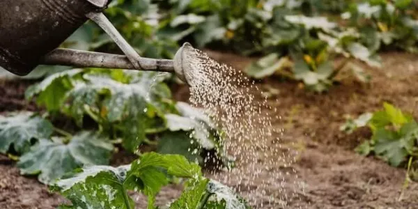 watering-your-lawn